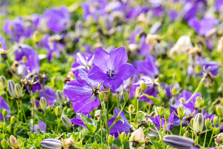 Campanula carpatica 'Blaue Clips'