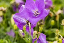Campanula carpatica 'Blaue Clips'