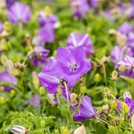Campanula carpatica 'Blaue Clips'