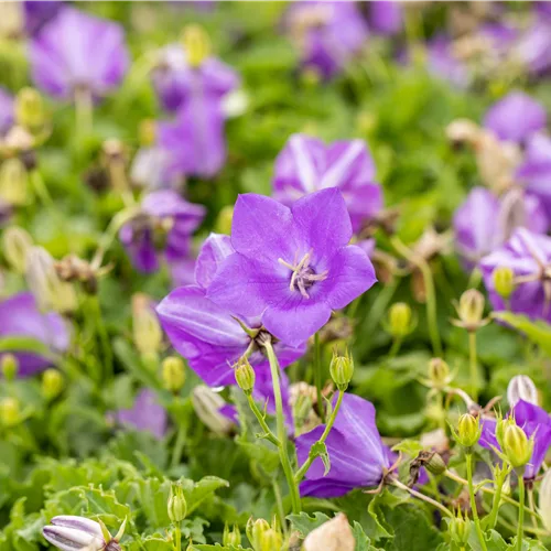 Campanula carpatica 'Blaue Clips'