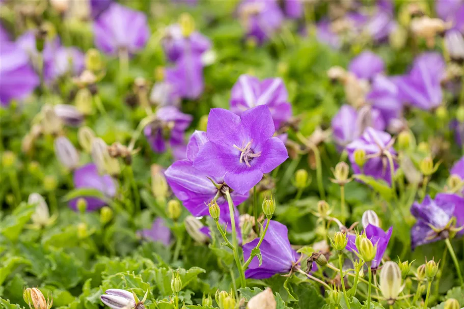 Campanula carpatica 'Blaue Clips'