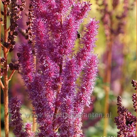 Astilbe chinensis var. taquetii 'Purpurkerze'