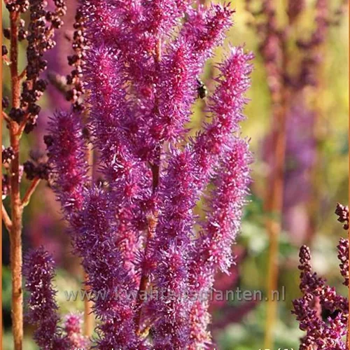 Astilbe chinensis var. taquetii 'Purpurkerze'