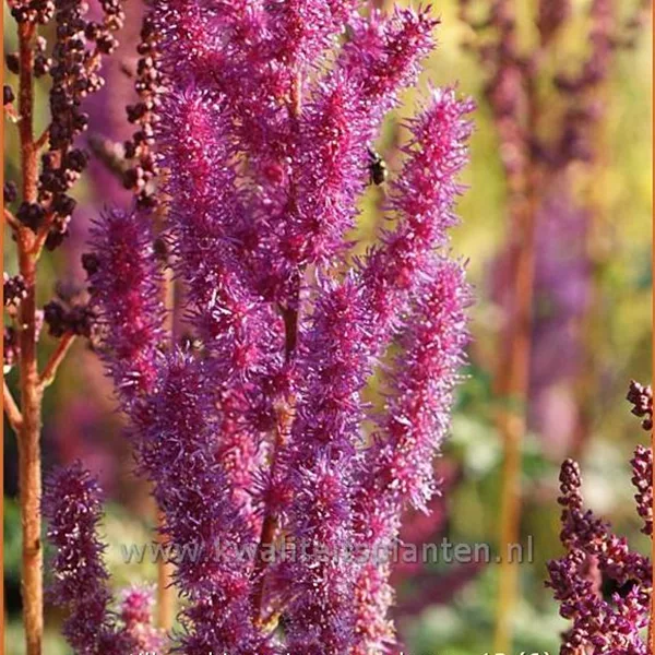 Astilbe chinensis var. taquetii 'Purpurkerze'