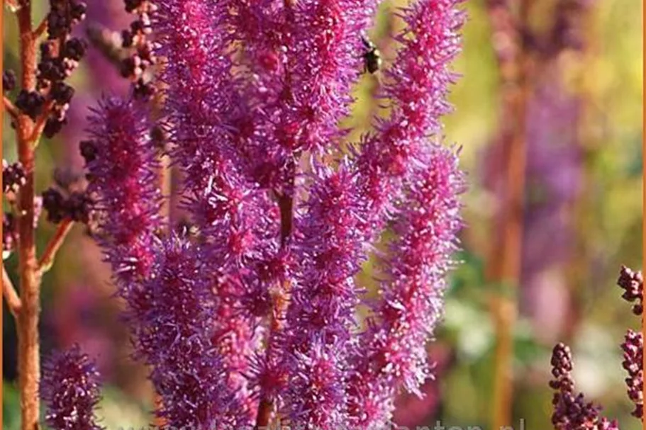 Astilbe chinensis var. taquetii 'Purpurkerze'