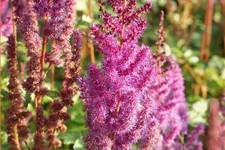 Astilbe chinensis var. taquetii 'Purpurkerze'
