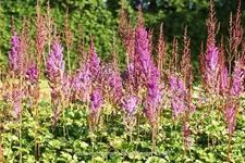 Astilbe chinensis var. taquetii 'Purpurkerze'