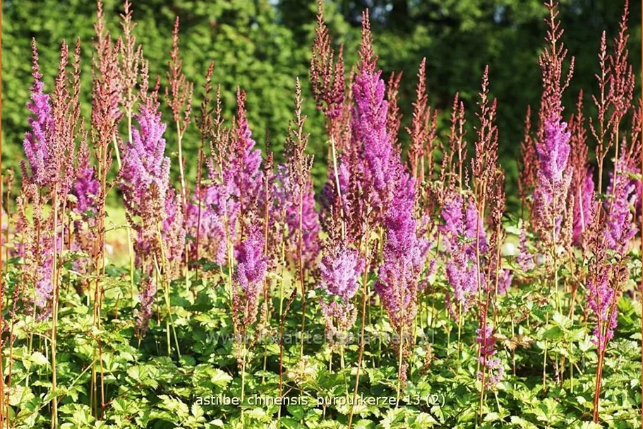 Astilbe chinensis var. taquetii 'Purpurkerze'