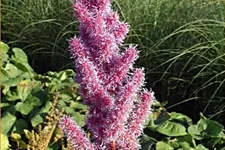 Astilbe chinensis var. taquetii 'Purpurkerze'