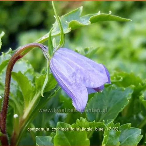 Campanula cochleariifolia 'Jingle Blue'