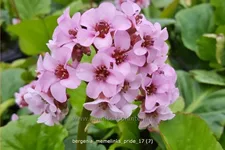 Bergenia 'Memelinks Pride'