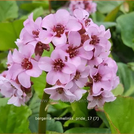 Bergenia 'Memelinks Pride'