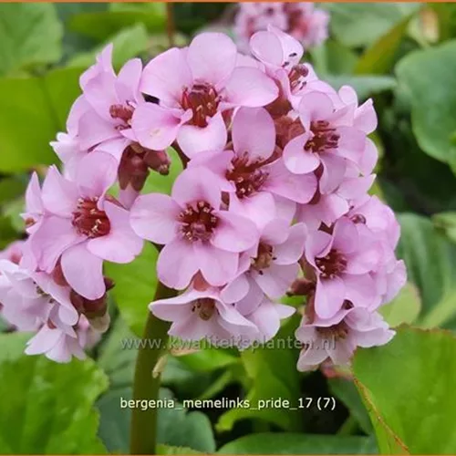 Bergenia 'Memelinks Pride'