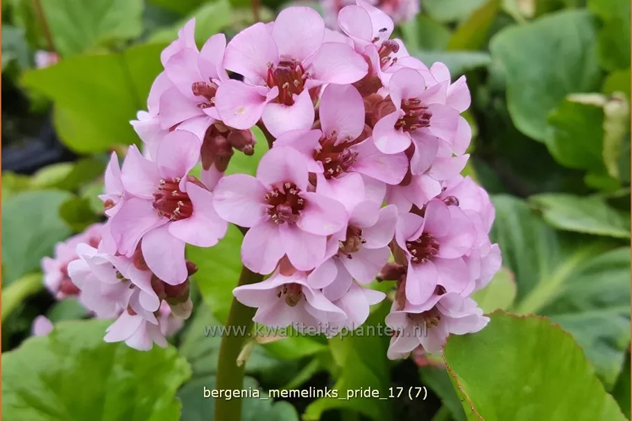 Bergenia 'Memelinks Pride'