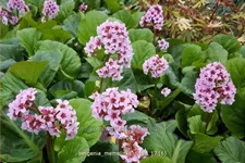 Bergenia 'Memelinks Pride'