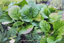 Bergenia 'Memelinks Pride'