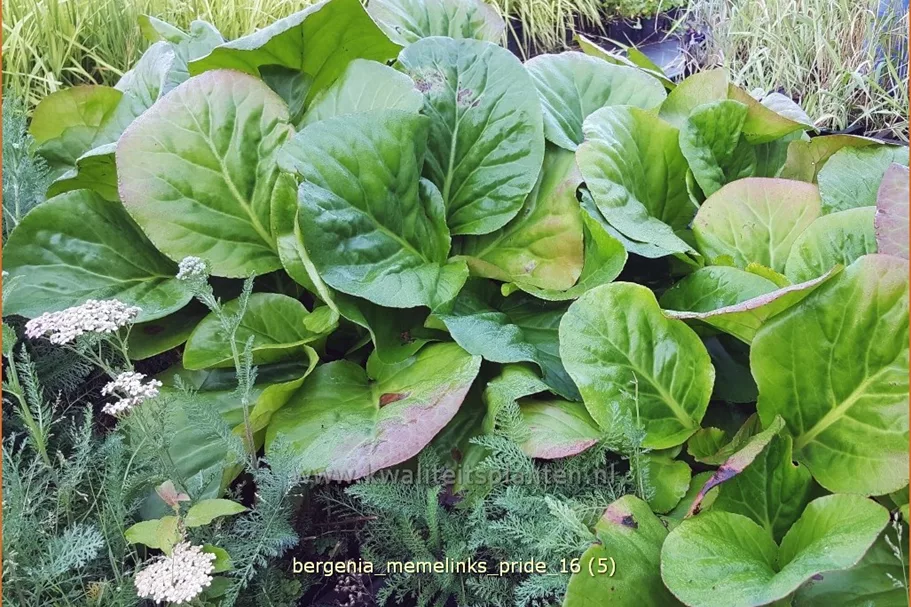 Bergenia 'Memelinks Pride'