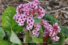 Bergenia 'Memelinks Pride'