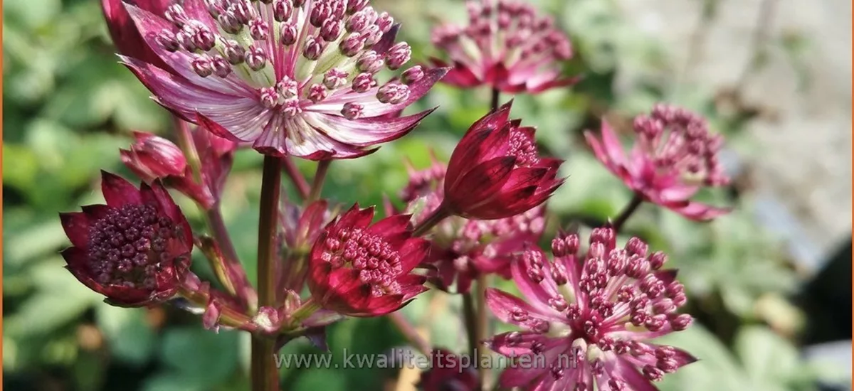 Astrantia major 'Star of Love'®