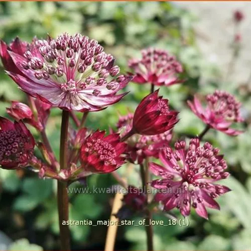 Astrantia major 'Star of Love'®