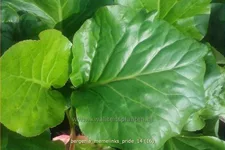 Bergenia 'Memelinks Pride'