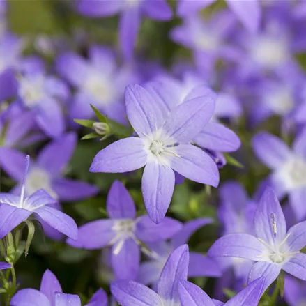 Campanula garganica 'Erinus Major'