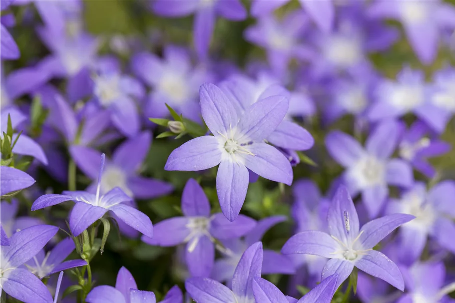 Campanula garganica 'Erinus Major'