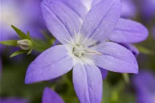 Campanula garganica 'Erinus Major'
