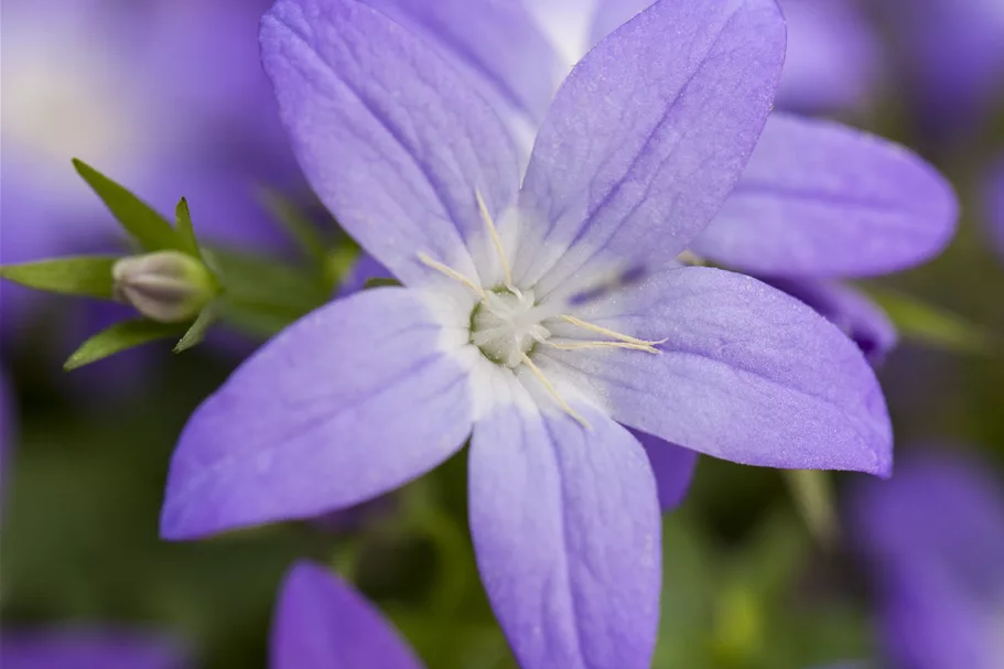 Campanula garganica 'Erinus Major'