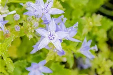 Campanula garganica 'Erinus Major'