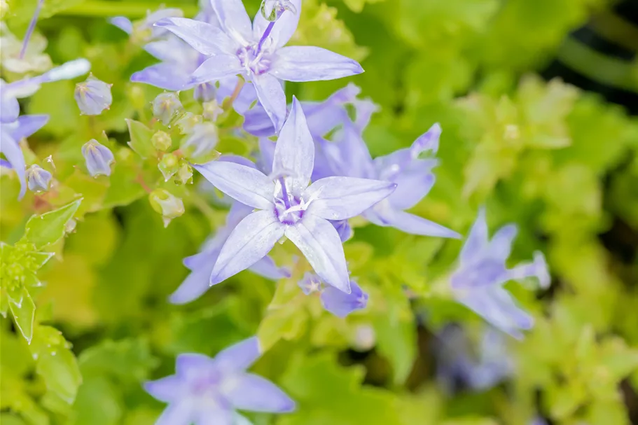 Campanula garganica 'Erinus Major'