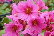 Bergenia cordifolia 'Morgenröte'