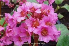 Bergenia cordifolia 'Morgenröte'