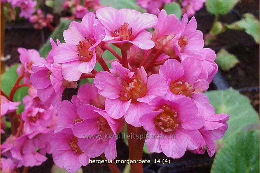 Bergenia cordifolia 'Morgenröte'