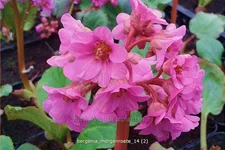 Bergenia cordifolia 'Morgenröte'