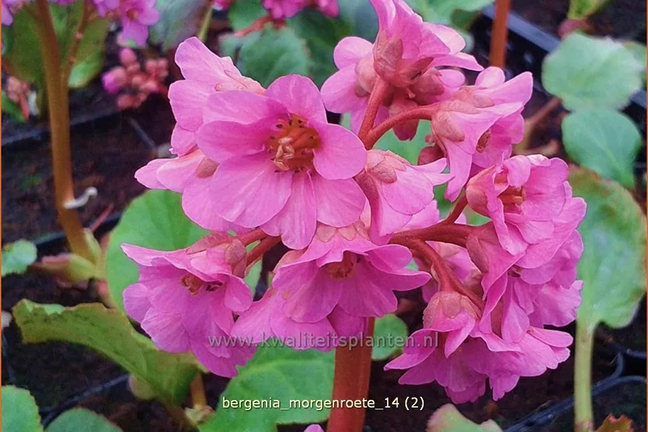 Bergenia cordifolia 'Morgenröte'