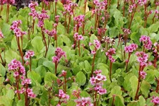 Bergenia cordifolia 'Morgenröte'