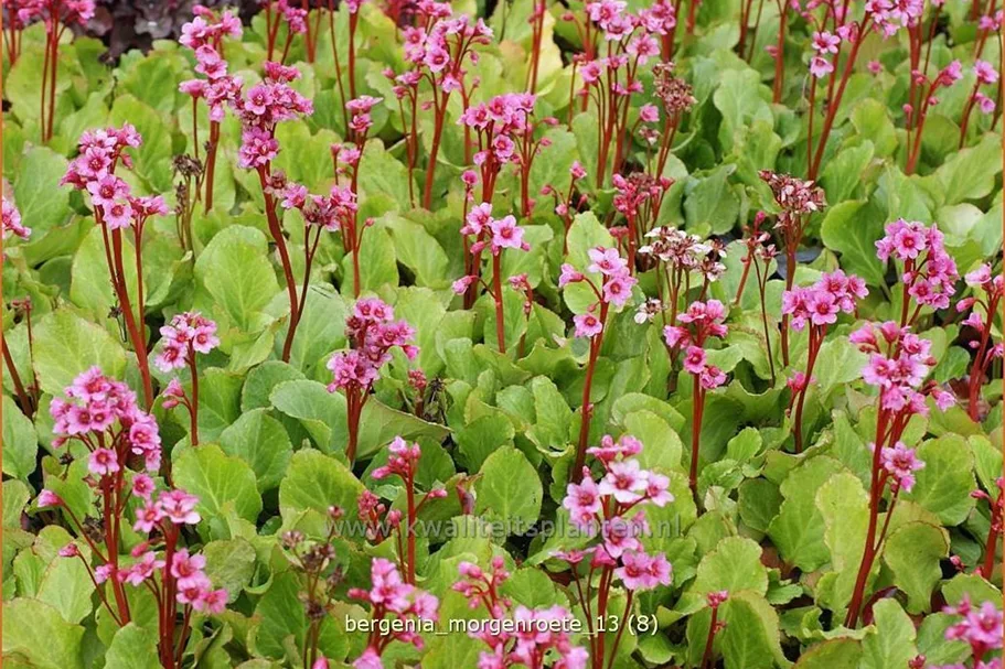 Bergenia cordifolia 'Morgenröte'
