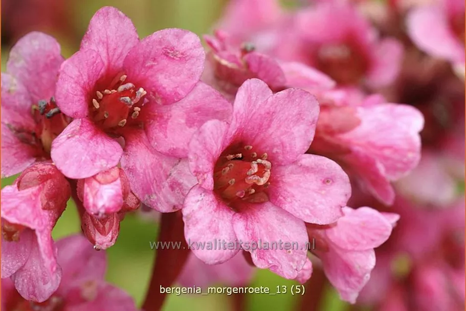 Bergenia cordifolia 'Morgenröte'