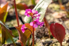 Bergenia cordifolia 'Morgenröte'
