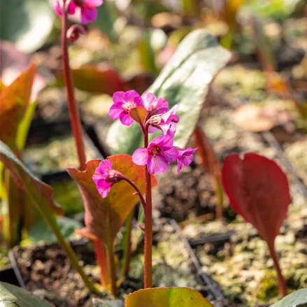 Bergenia cordifolia 'Morgenröte'