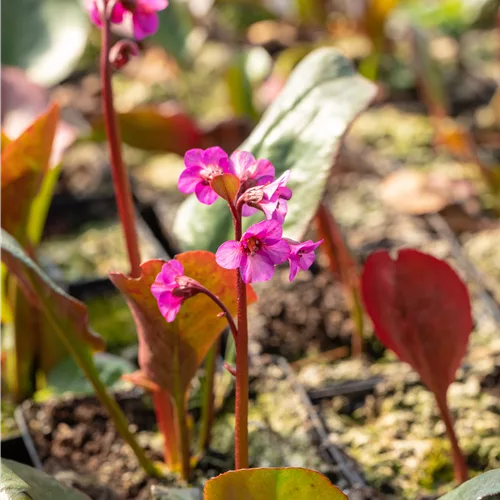 Bergenia cordifolia 'Morgenröte'