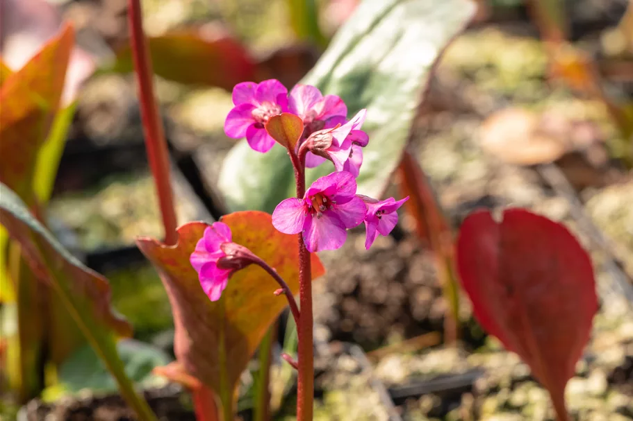 Bergenia cordifolia 'Morgenröte'