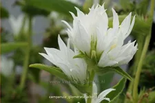 Campanula glomerata 'Alba'