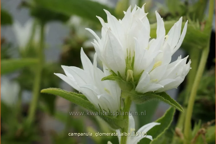 Campanula glomerata 'Alba'