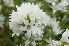 Campanula glomerata 'Alba'