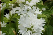 Campanula glomerata 'Alba'