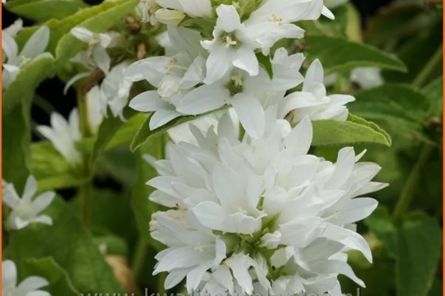 Campanula glomerata 'Alba'