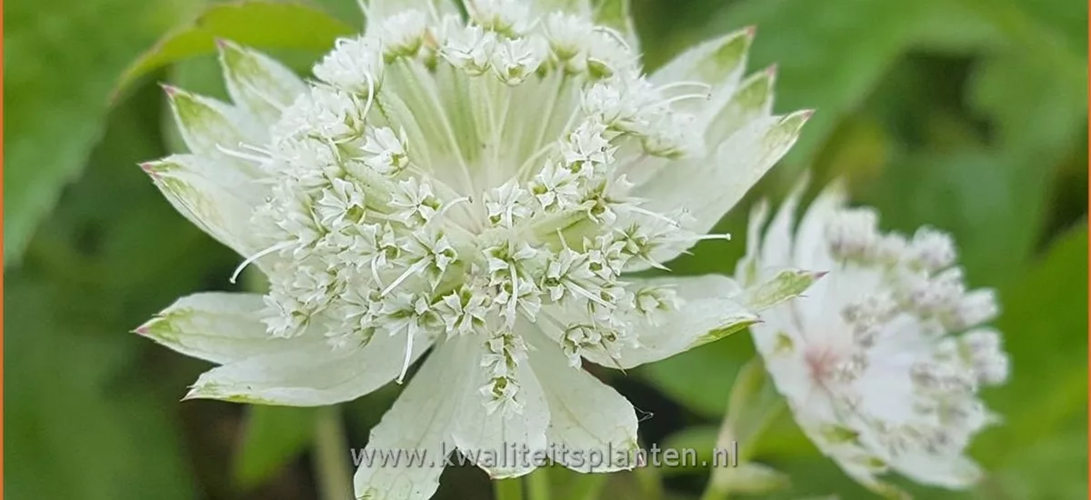 Astrantia major 'Superstar'
