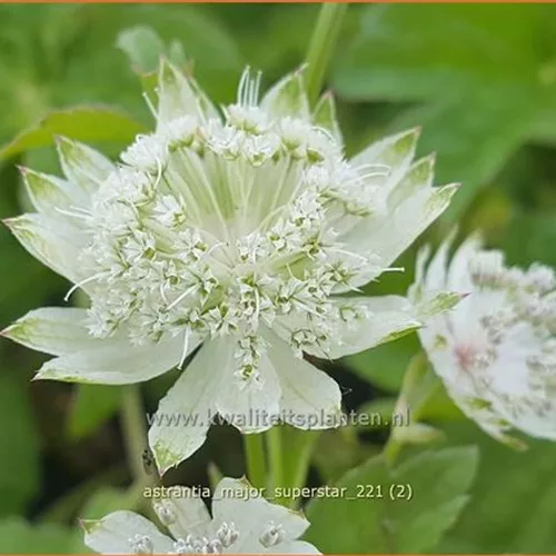 Astrantia major 'Superstar'